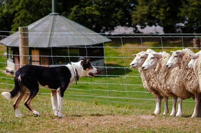 Sheep Dog Work